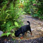 Griffon Belge : guide race de chien