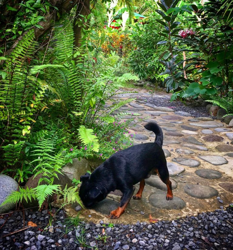 Griffon Belge : guide race de chien