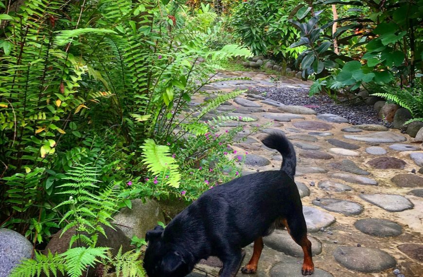 Griffon Belge : guide race de chien