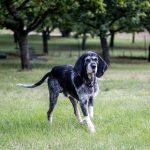 Griffon Bleu de Gascogne : guide race de chien