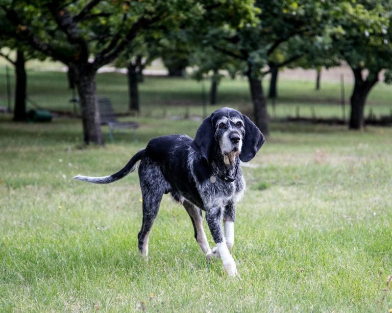 Griffon Bleu de Gascogne : guide race de…