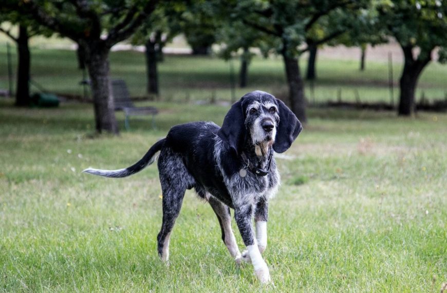 Griffon Bleu de Gascogne : guide race de chien