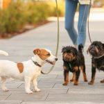 Griffon Bruxellois : guide race de chien