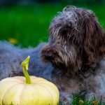 Griffon Korthals : guide race de chien