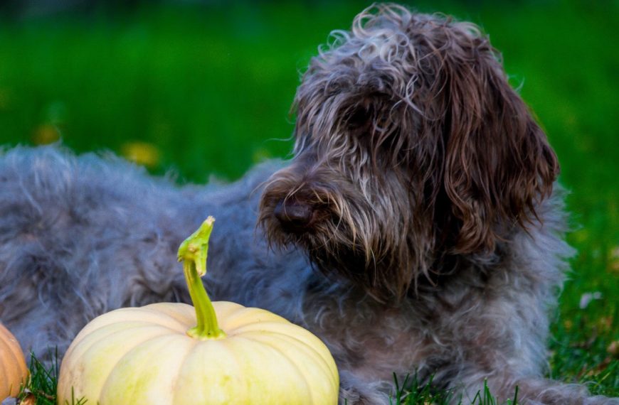 Griffon Korthals : guide race de chien