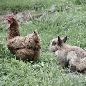 Guide animaux de la ferme