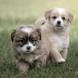 Guides sur les chiens