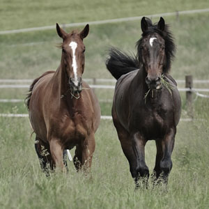 Guide sur les chevaux