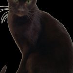 Havana Brown : guide race de chat