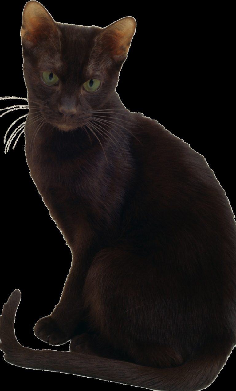 Havana Brown : guide race de chat