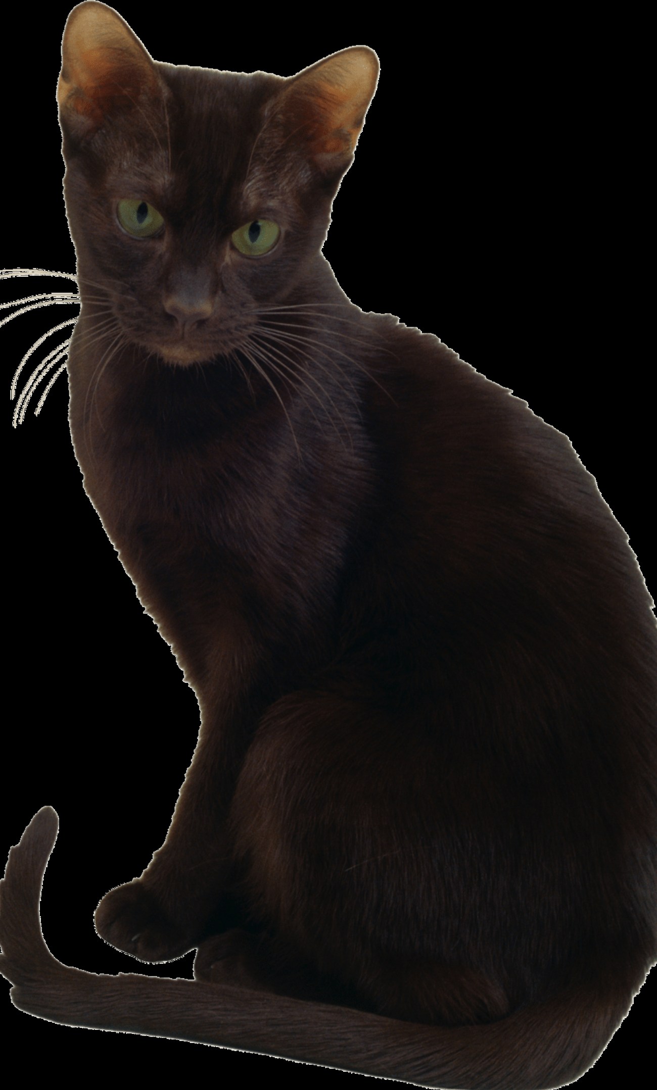 Havana Brown : guide race de chat