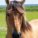Henson : guide race de cheval
