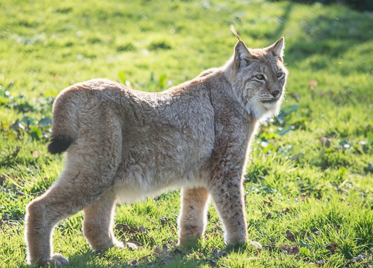 Highland Lynx : guide race de chat