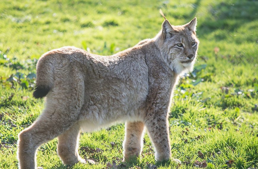 Highland Lynx : guide race de chat