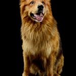 Hovawart : guide race de chien
