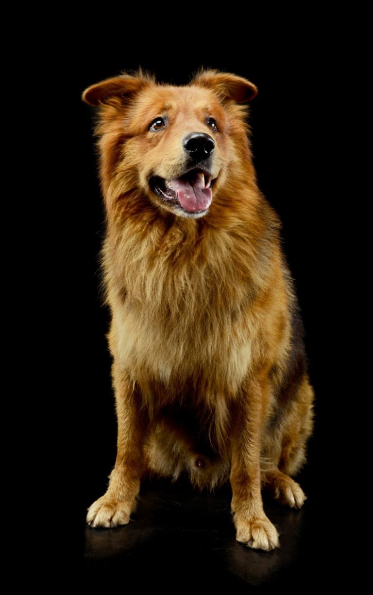 Hovawart : guide race de chien