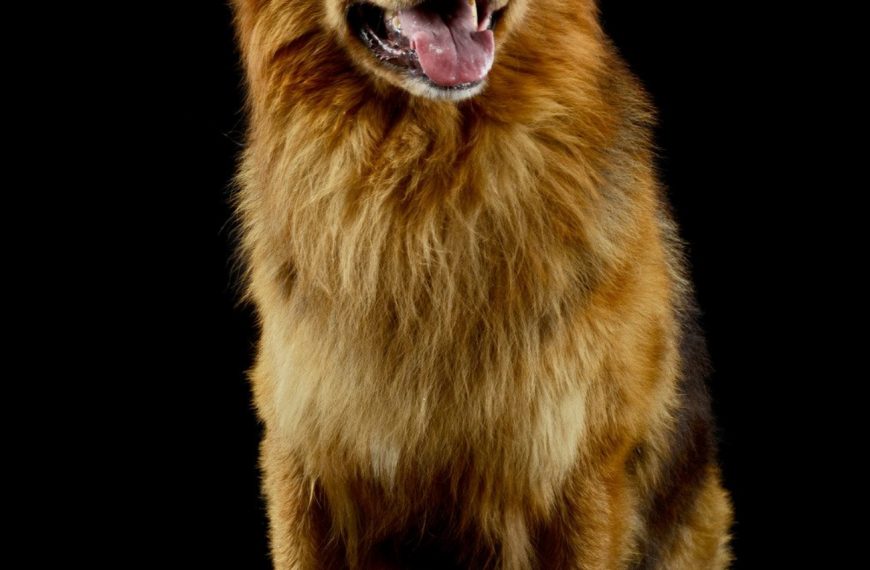 Hovawart : guide race de chien