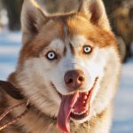 Husky Sibérien : guide race de chien