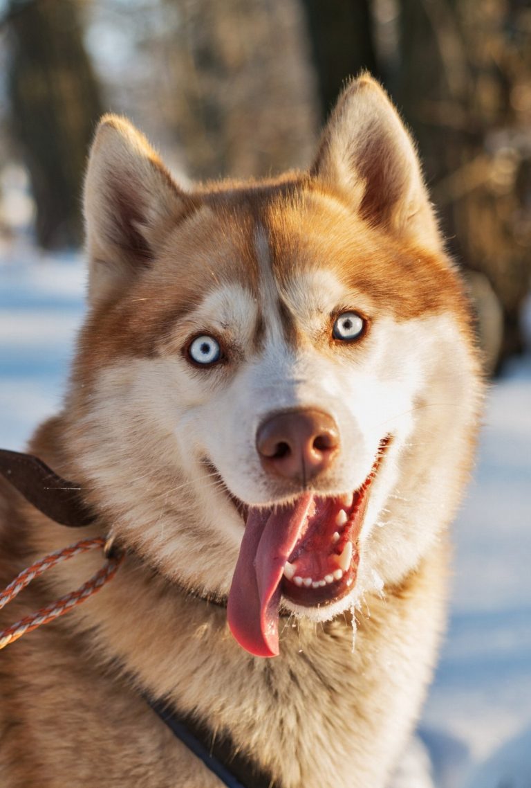 Husky Sibérien : guide race de chien