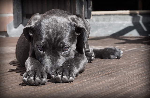 Pourquoi choisir une niche pour chien ?