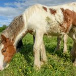 Irish Cob : guide race de cheval