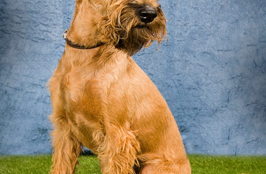 Irish Glen of Imaal Terrier : guide race de chien