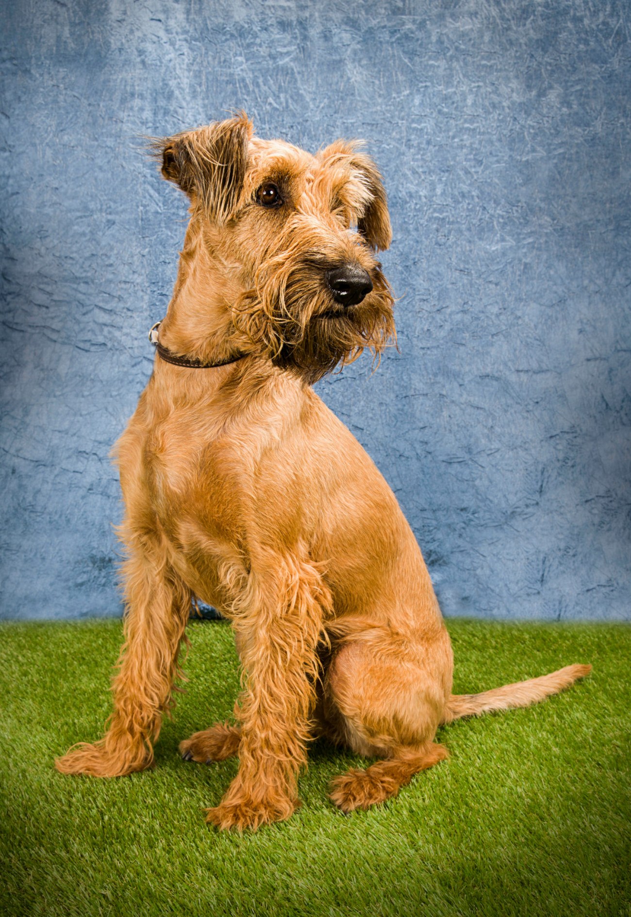 Irish Glen of Imaal Terrier : guide race de chien