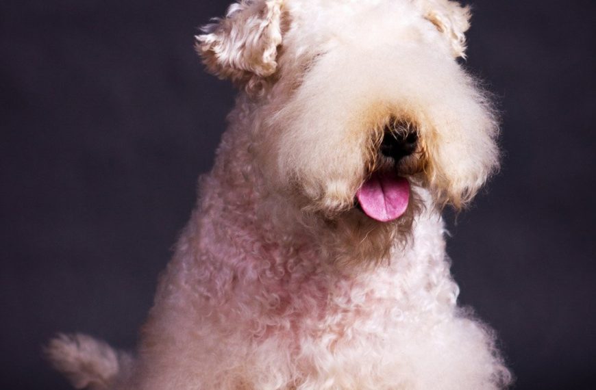 Irish Terrier à poil doux : guide race de chien