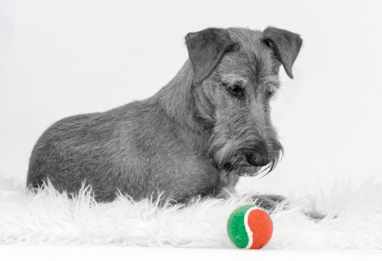 Irish Terrier : guide race de chien