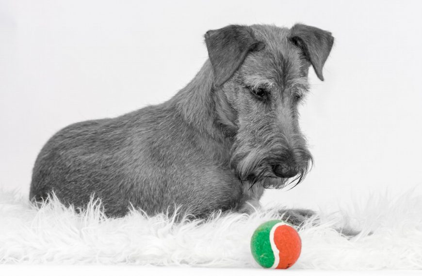 Irish Terrier : guide race de chien