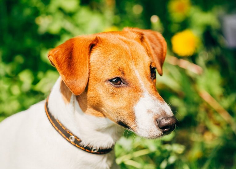 Jack Russell Terrier : guide race de chien