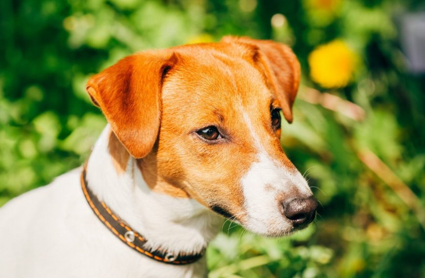 Jack Russell Terrier : guide race de chien