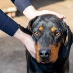 Jagdterrier : guide race de chien