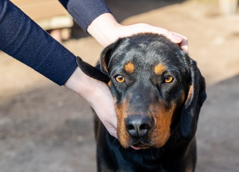 Jagdterrier : guide race de chien