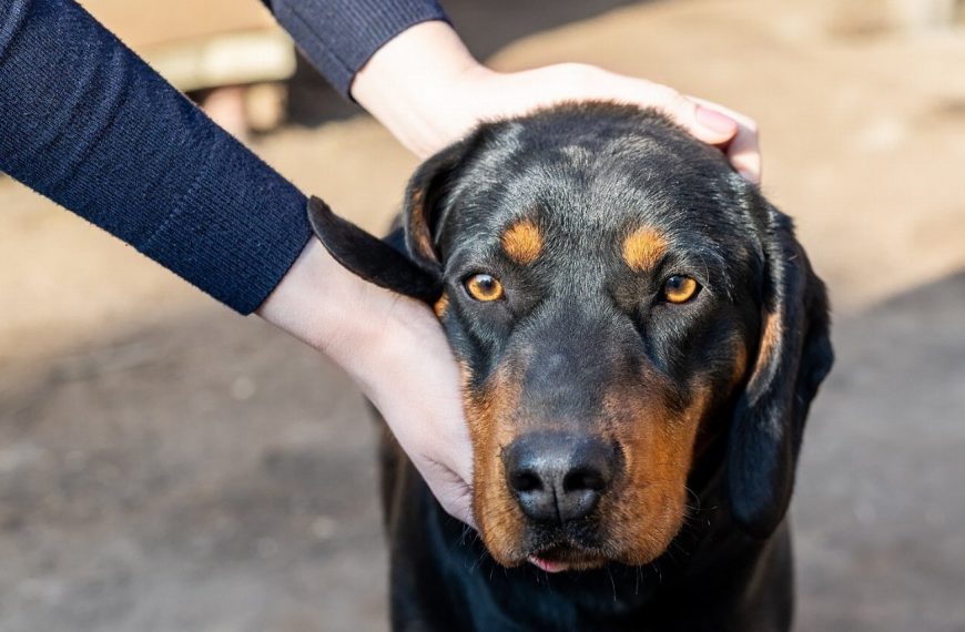 Jagdterrier : guide race de chien