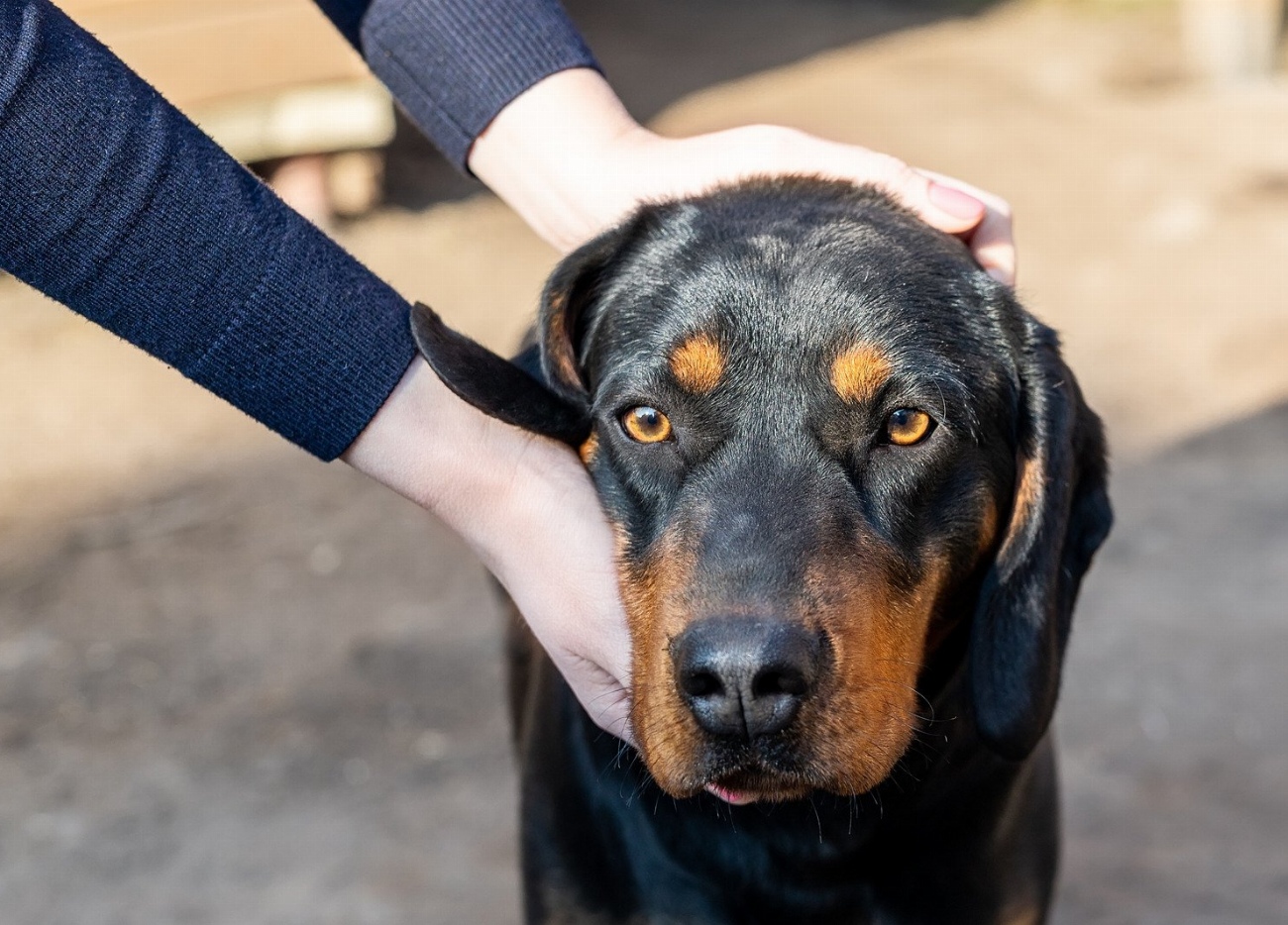 Jagdterrier : guide race de chien