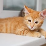 Japanese Bobtail : guide race de chat