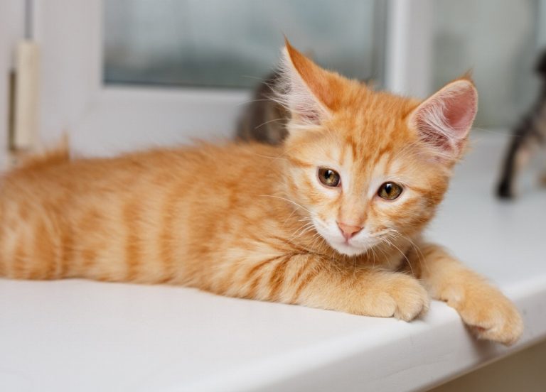 Japanese Bobtail : guide race de chat