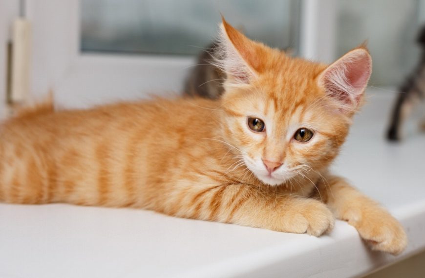 Japanese Bobtail : guide race de chat