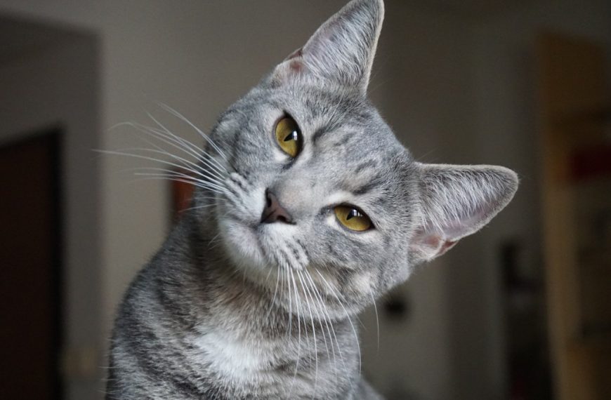 Javanais : guide race de chat