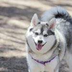 Kai : guide race de chien