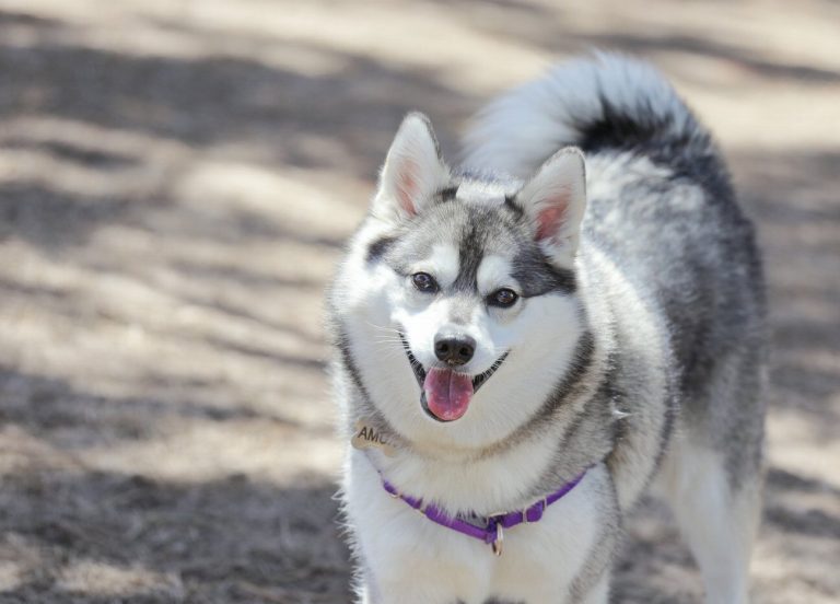 Kai : guide race de chien