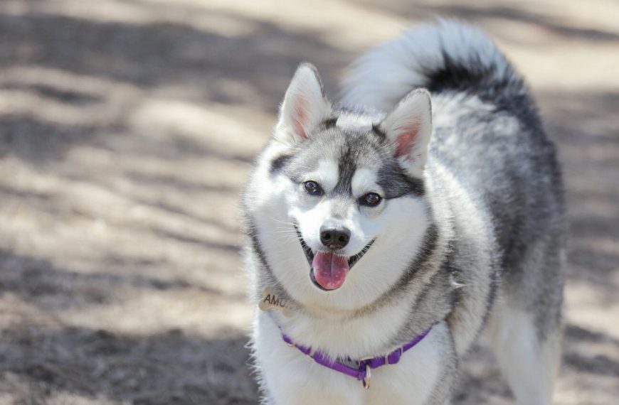 Kai : guide race de chien