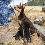 Kelpie : guide race de chien