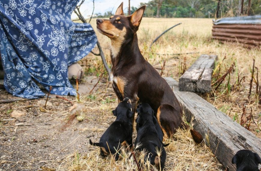 Kelpie : guide race de chien