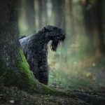 Kerry Blue Terrier : guide race de chien
