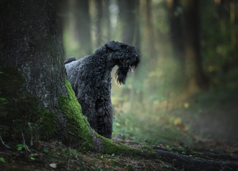 Kerry Blue Terrier : guide race de chien