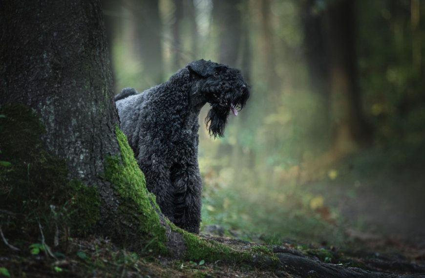 Kerry Blue Terrier : guide race de chien