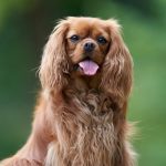 King Charles Spaniel : guide race de chien