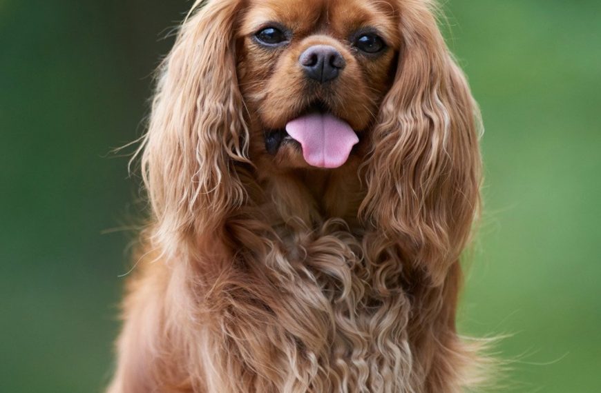 King Charles Spaniel : guide race de chien